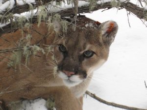 mountain-lion-938474-300x225.jpg