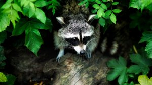 raccoon-1885137-300x168.jpg