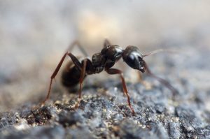 ant-1350089-300x199.jpg
