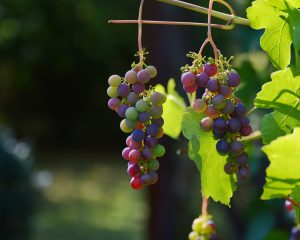 grapes-1659118_1920-300x240.jpg