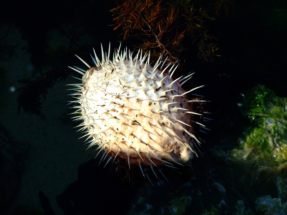 Deadly Animals Facts